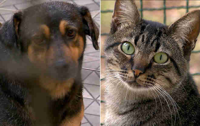 SP tem mais de dois cachorros para cada gato que vive em casa