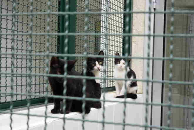 Atraso em licitação deixou gatos sem comida no Centro de Controle de Zoonoses de SP