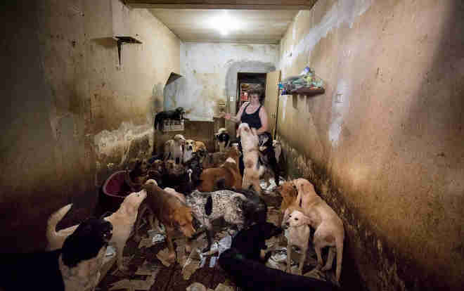 Protetora acolhe 84 cães em casa e provoca polêmica com vizinhos em Moema, na Zona Sul de SP