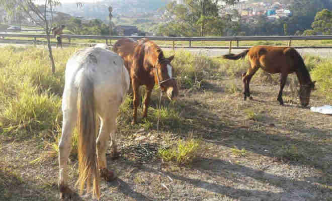 Polícia Civil resgata três cavalos vítimas de maus-tratos em SP