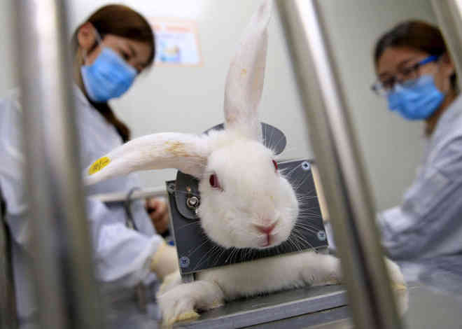 Testes em animais: ruins e desnecessários