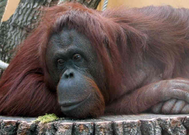 Tráfico sexual de orangotangos é denunciado por ONG