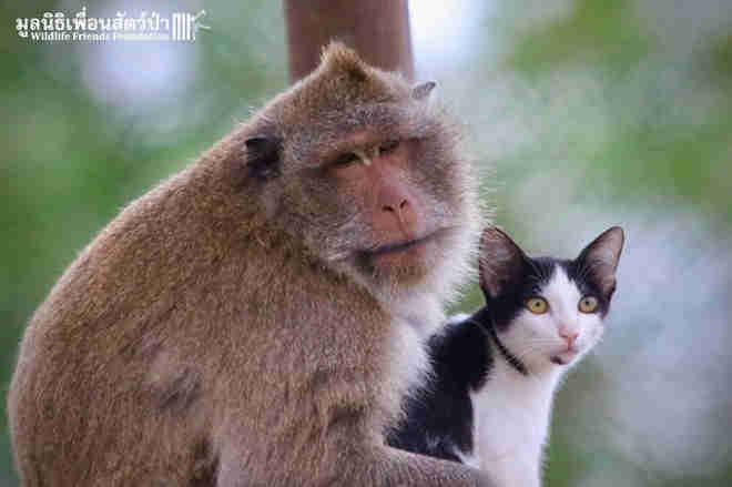 Macaco que foi salvo de um restaurante adota gato e vira melhor amigo