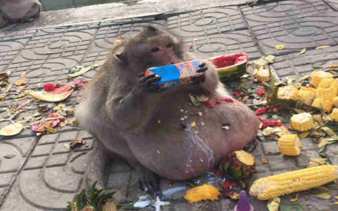 Macaco obeso faz dieta e já pode retornar para a natureza