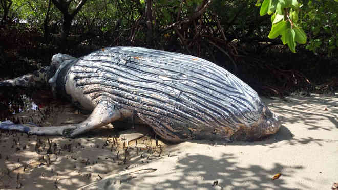 Outro filhote de baleia jubarte é encontrado morto em praia de Alagoas