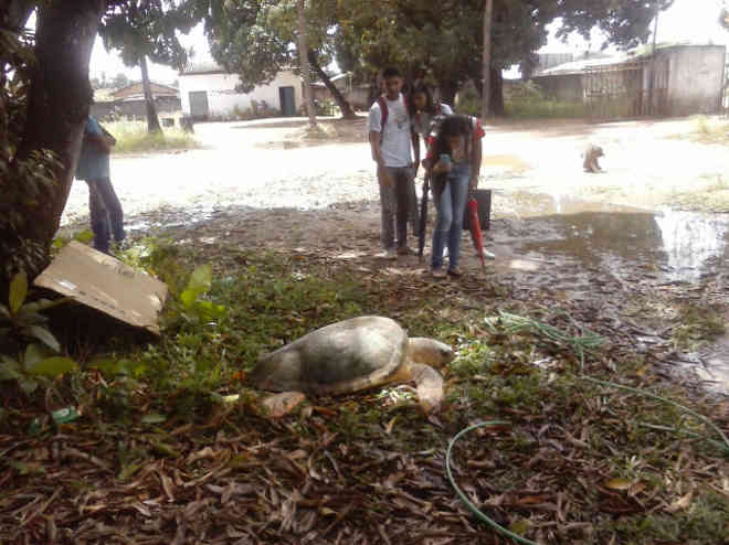 Tartaruga com a aproximadamente 190 kg é resgatada após encalhe em praia de Coruripe, AL