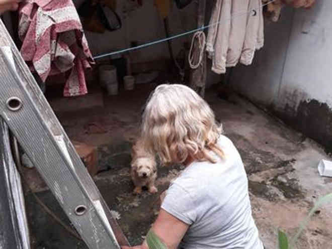 Comissão da OAB de Alagoas resgata cão abandonado em residência