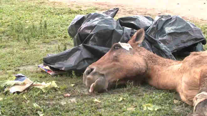 Cavalo com sinais de maus-tratos agoniza há dias em praça de Maceió, AL