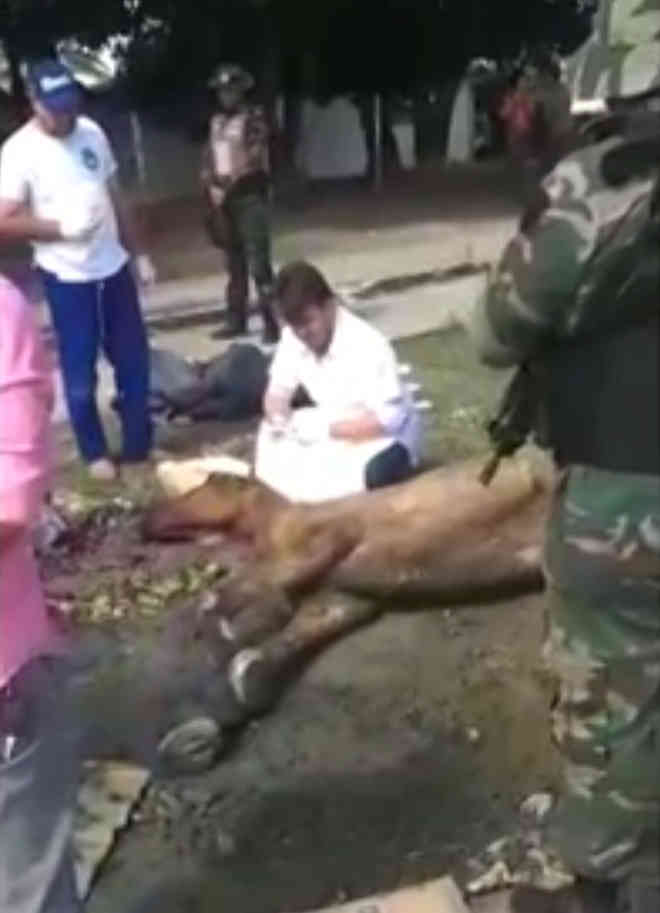 Moradores se revoltam com atitude do Zoonoses de sacrificar cavalo em Maceió, AL