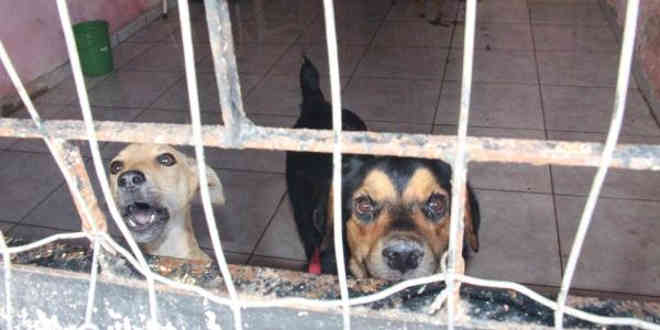 Lei municipal prevê leilão de cães de rua em Maceió, AL