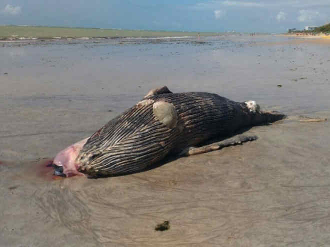 Mais uma baleia-jubarte é encontrada morta no litoral de Alagoas