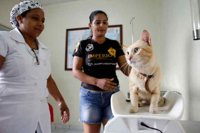 Agendamento de castrações em Manaus (AM) recebeu 928 ligações em quatro dias, afirma Semsa