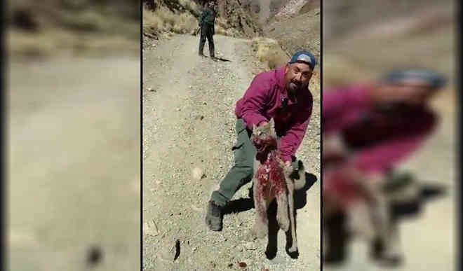 Preso um dos suspeitos de maus-tratos e morte de um puma na Argentina