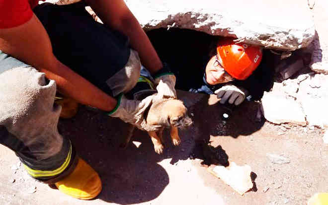 Bombeiros resgatam cachorro que caiu em galeria de esgoto na BA; operação durou uma hora