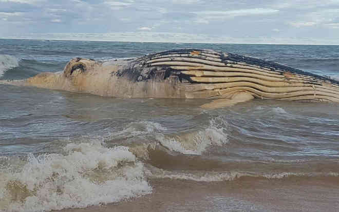Bahia registra 33 encalhes de baleias em 2017; saiba o que fazer se encontrar animal preso em praia