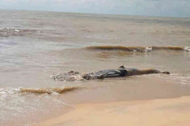 Filhote de baleia-jubarte é encontro morto em praia do Prado, na BA