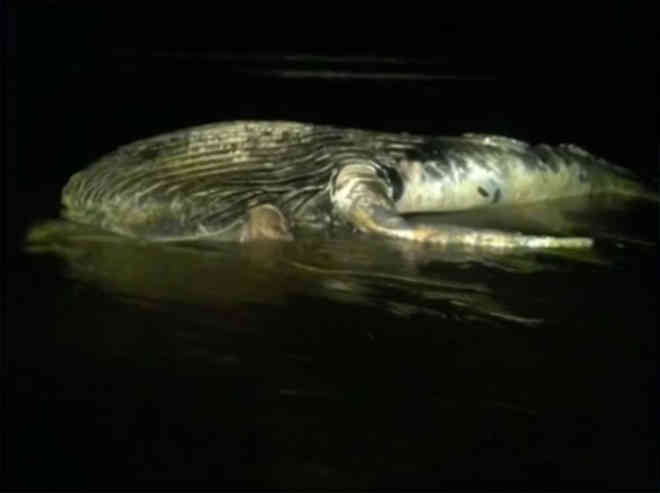 Baleia-jubarte de 5 metros é encontrada morta em praia no sul da Bahia