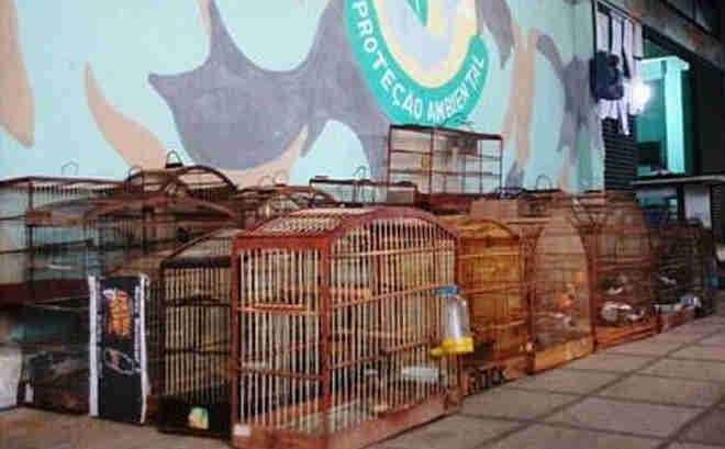 PM apreende 48 aves silvestres em operação na região da Sete Portas, em Salvador, BA