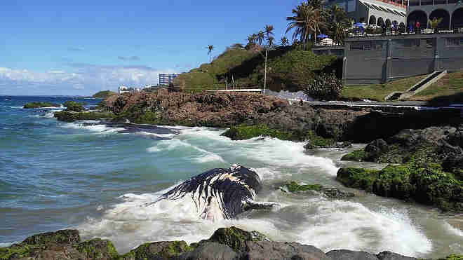 Baleia encalha em praia de Salvador, BA