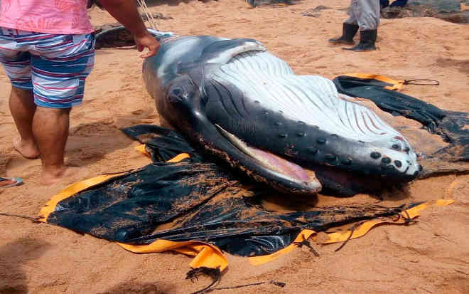 Filhote recém-nascido de baleia-jubarte é achado morto na praia do Jardim de Alah, em Salvador, BA