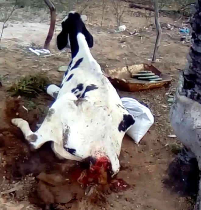 População revoltada com ‘criador’ por maus-tratos a animais em Serrolândia, BA
