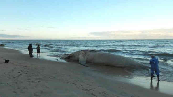 Praias brasileiras têm encalhe recorde de 97 baleias só em 2017
