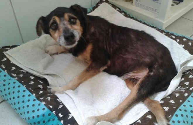 Cachorro paraplégico desfila em evento de adoção e não consegue casa