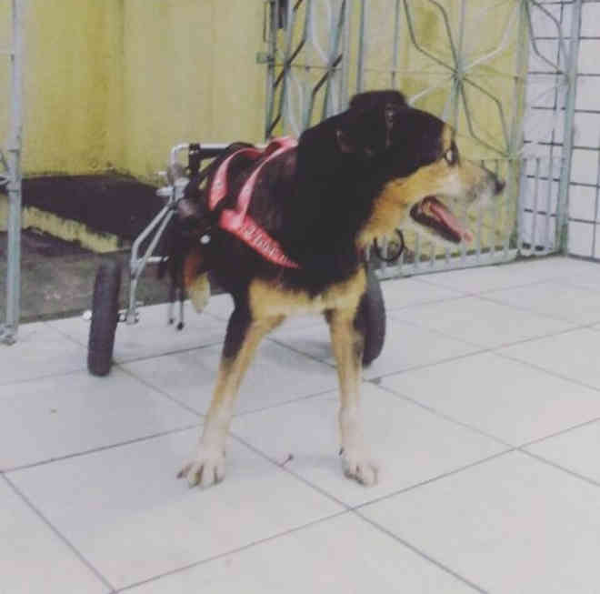 Cachorro paraplégico recebe doações, mas ainda aguarda adoção em clínica veterinária