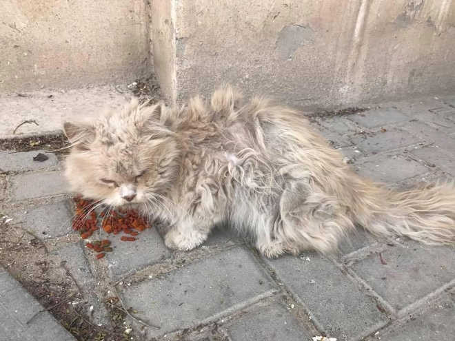 Faminto e com os pelos emaranhados, gato de rua encontra o amor e não consegue desgrudar da tutora temporária