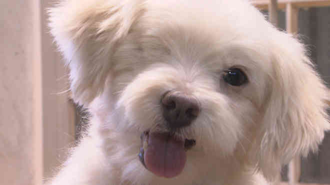 Cachorro resgatado em rua do DF passa por quatro cirurgias; veja transformação
