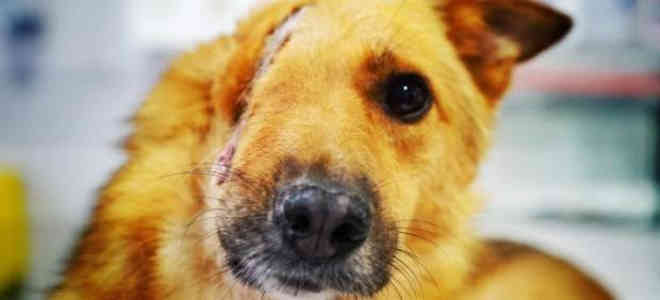 Sky, o cãozinho que teve a cabeça partida após brutal espancamento, vai ganhar um novo lar