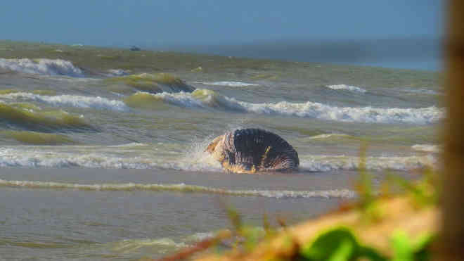 Baleia aparece morta na praia de Guriri, em São Mateus, ES