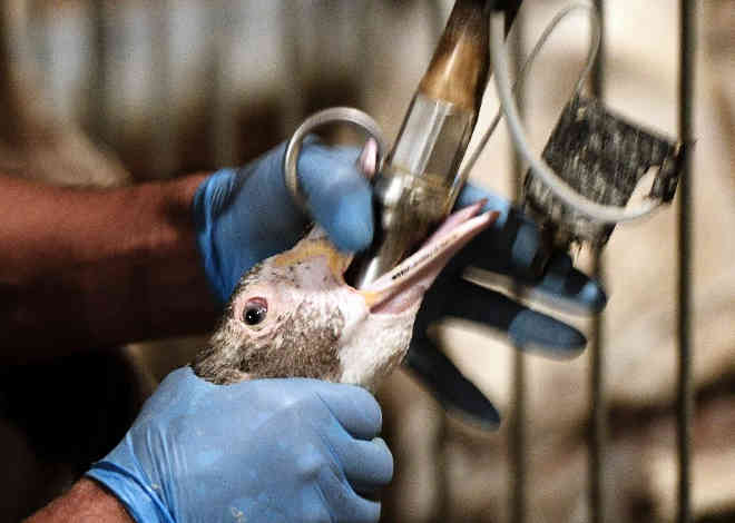 Califórnia volta a proibir foie gras