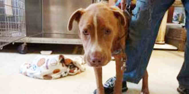 Após denúncia de maus tratos animais, equipe de resgate encontra cão com arame em pescoço há 8 meses