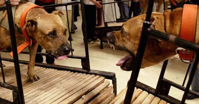 Atiçam cães contra outros: arte ou maus-tratos?