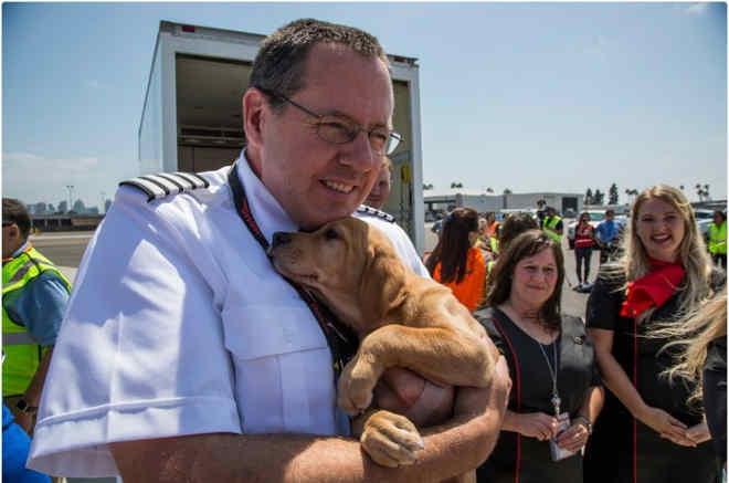 Companhia aérea enche voo com cães e gatos órfãos após enchentes causadas por furacão no Texas