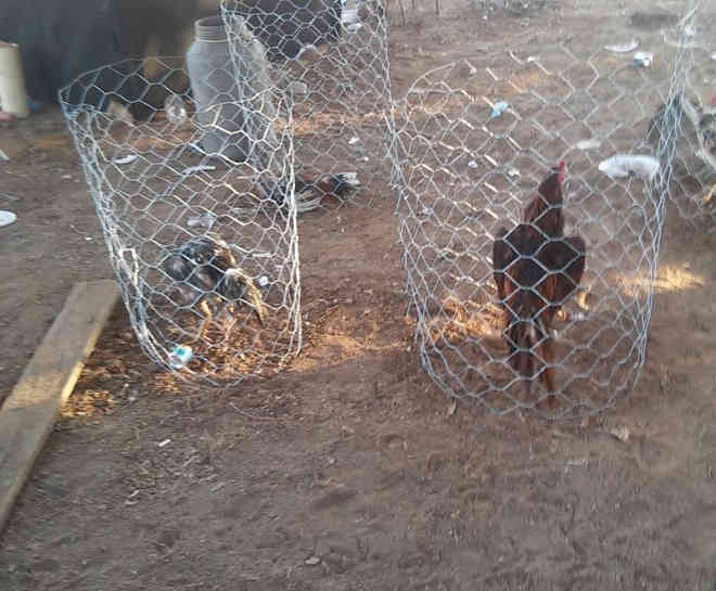 Polícia fecha local utilizado para prática de rinha de galo, em Mozarlândia, GO