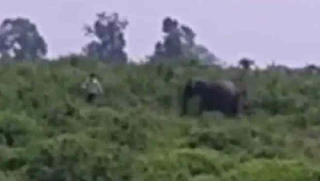 Ao tentar fazer selfie com elefante, homem acaba perseguido e morto; veja o vídeo