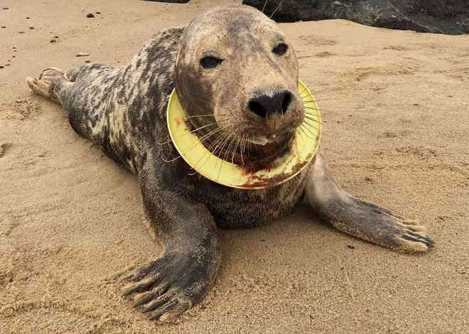 Após seis meses de tentativas, voluntários conseguem resgatar foca com anel de plástico no pescoço