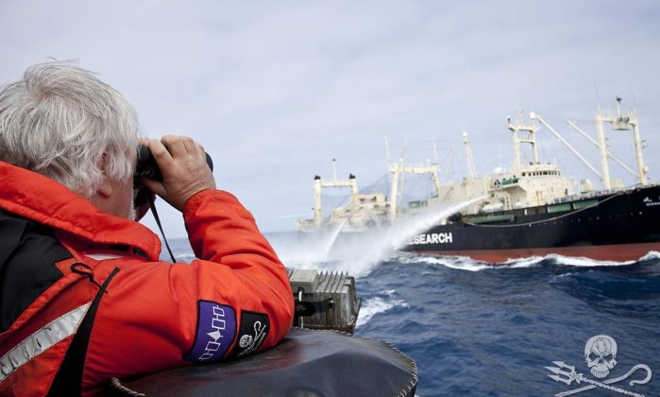 Sea Shepherd anuncia abandono da perseguição a navios baleeiros japoneses