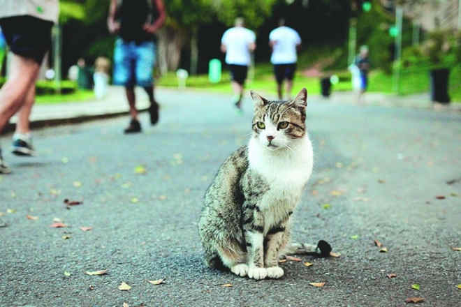 Deixar gatos no Parque Municipal pode dar prisão em Belo Horizonte, MG