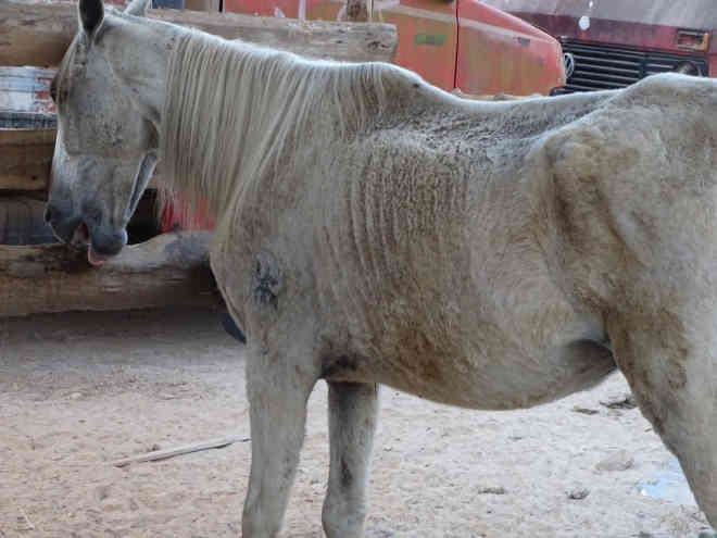 Vizinhos denunciam: cavalo e cachorro passam fome e sede em Itabirito, MG