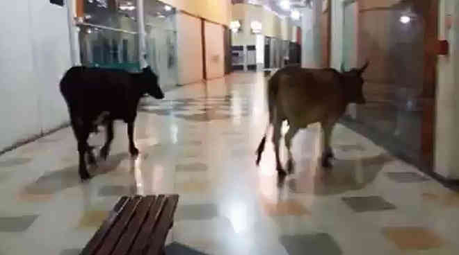 Vacas ‘passeiam’ nos corredores de shopping em Minas Gerais