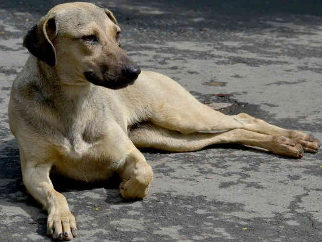 Unimontes vai cadastrar cães abandonados que vivem no campus em Montes Claros, MG
