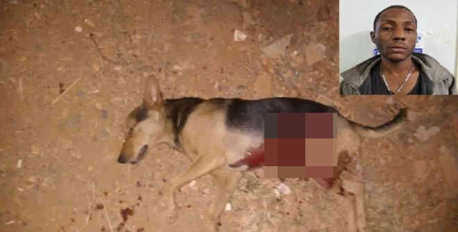 Homem é detido após esfaquear covardemente cachorro em Patos de Minas, MG
