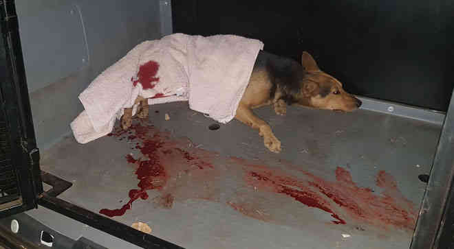Cãozinho esfaqueado morre e homem que agrediu o animal é preso pela Polícia Militar
