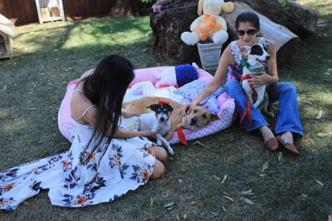 Cãozinho tetraplégico festeja com animais do CCZ 6 anos de vida longe das ruas