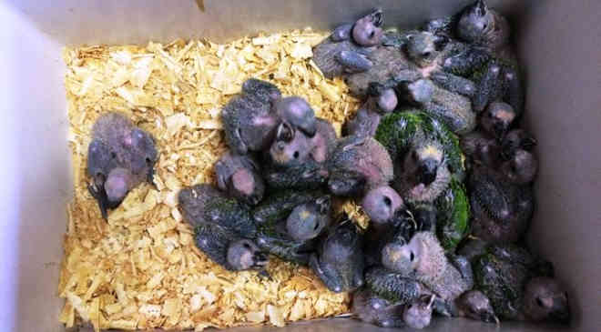 Mais de 200 filhotes de papagaio são encaminhados para reabilitação no CRAS, em Campo Grande, MS