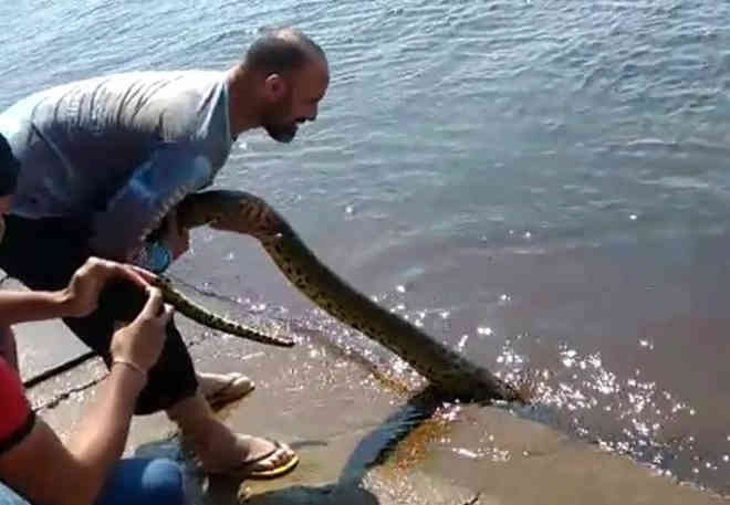 Grupo de pescadores grava vídeo puxando sucuri pelo rabo no Pantanal