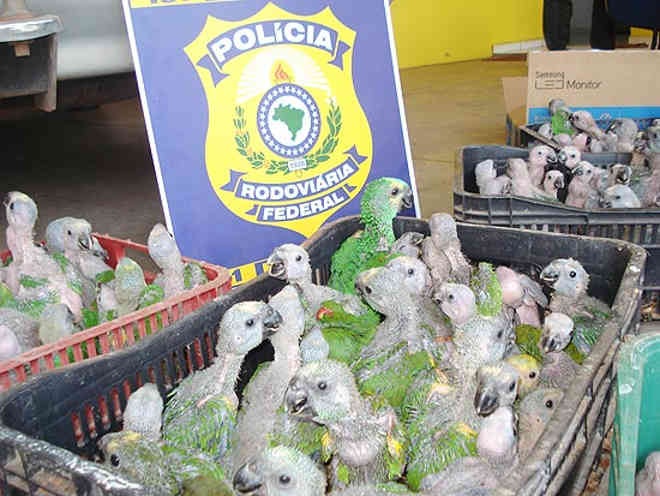 PMA resgata 112 filhotes de papagaios em Jateí, MS